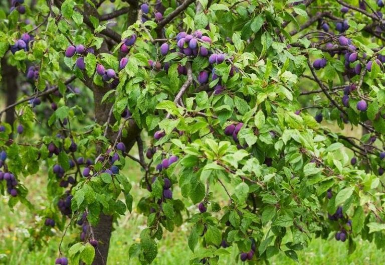 15 Best Fruit Trees And Berries to Grow in the Shade