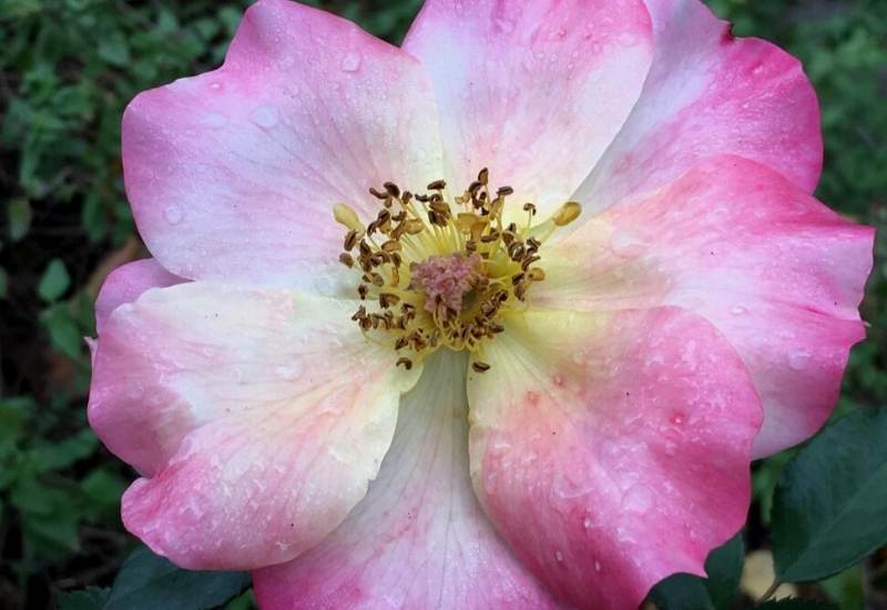 ‘Betty Boop’ (Rosa ‘Betty Boop’)