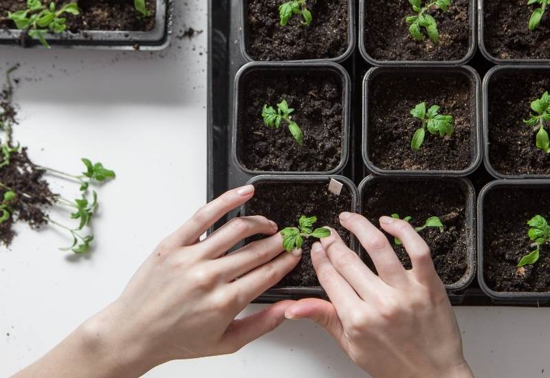 Bury Your Tomato Seedling With Fresh Soil