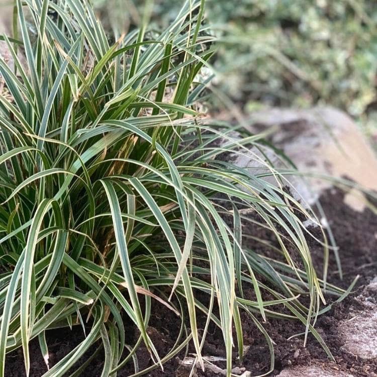 23 Gorgeous Ornamental Grasses for Adding Year-Round Interest to Your Landscape 8 Carex ‘Ice Dance'