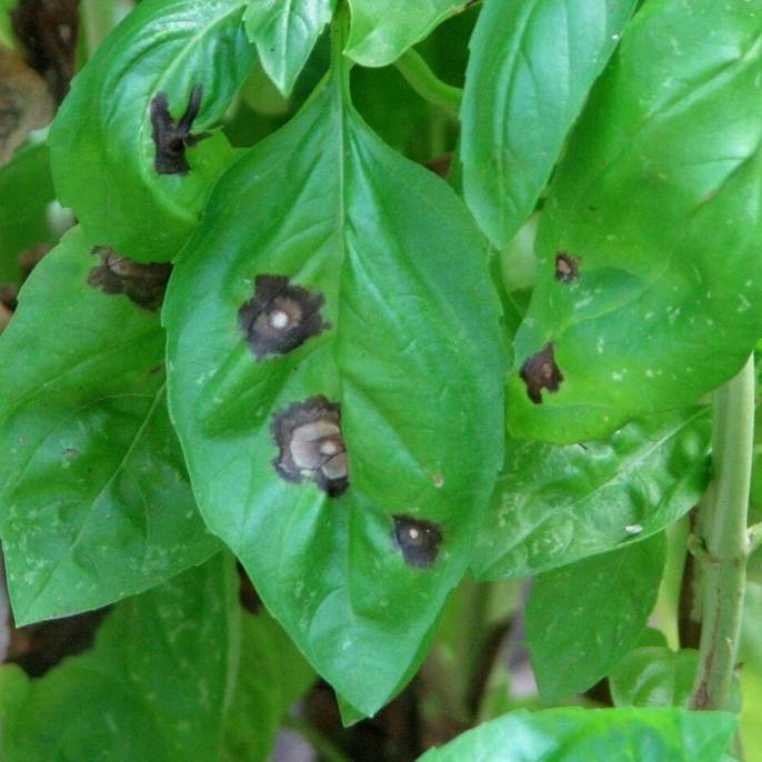 Basil Leaves Turning Black: Identifying and Treating black spots on basil 1