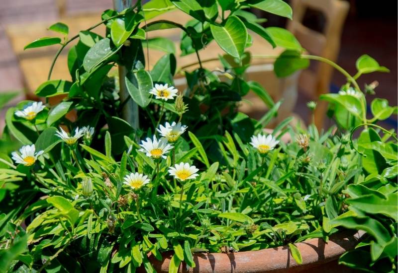 Chamomile Growing from Seeds