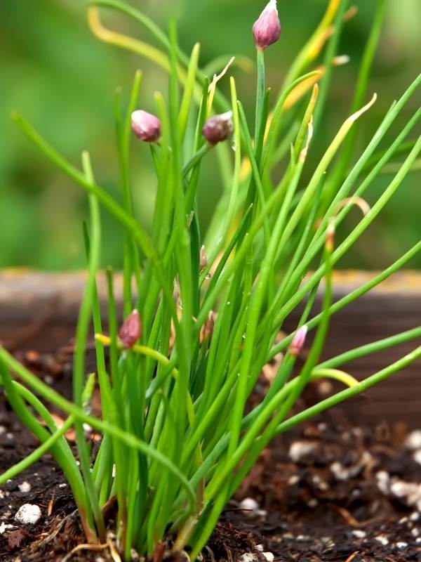 Chives growing from seeds