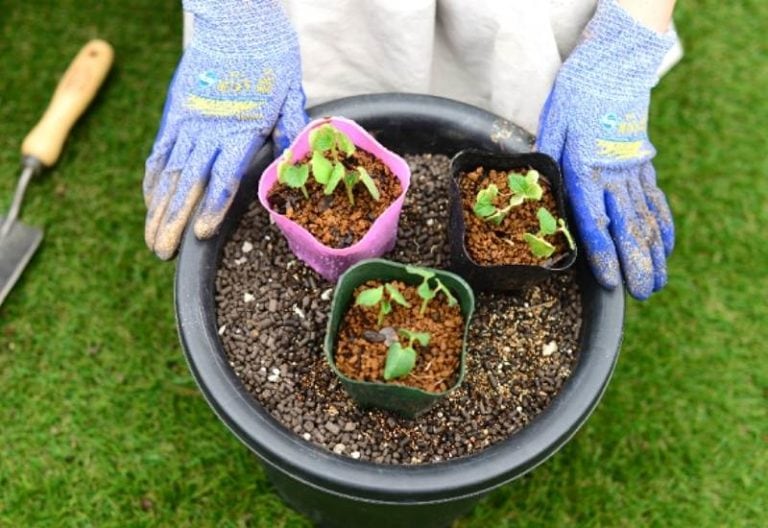 Ultimate Guide to Successfully Growing Okra with Expert Tips