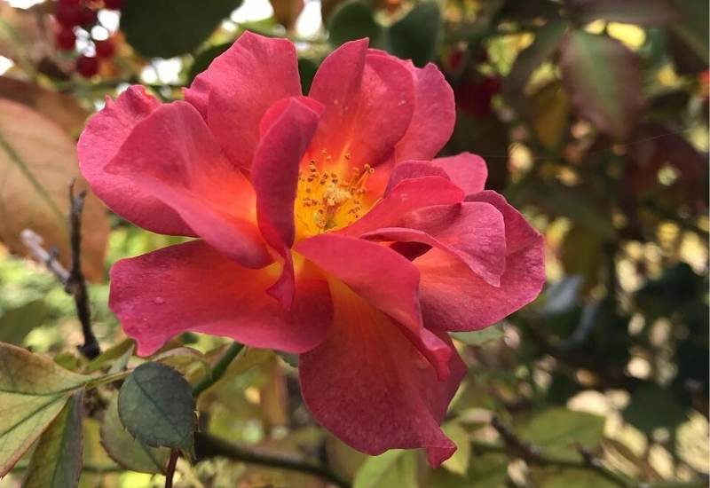 ‘Cinco De Mayo’ (Rosa ‘Cinco De Mayo’)