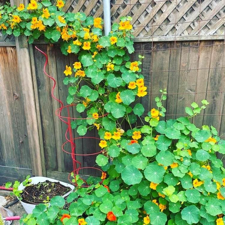 18 Climbing Vegetables & Fruits To Grow Vertically On A Trellis