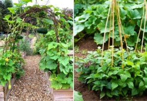 Climbing Vegetables And Fruits To Grow Vertically On A Trellis