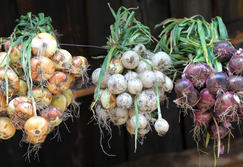 Curing-Onions-For-Long-term-Winter-Storage