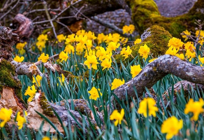 20 Super Easy To Grow Flowers For FirstTime Gardeners Gardening Chores