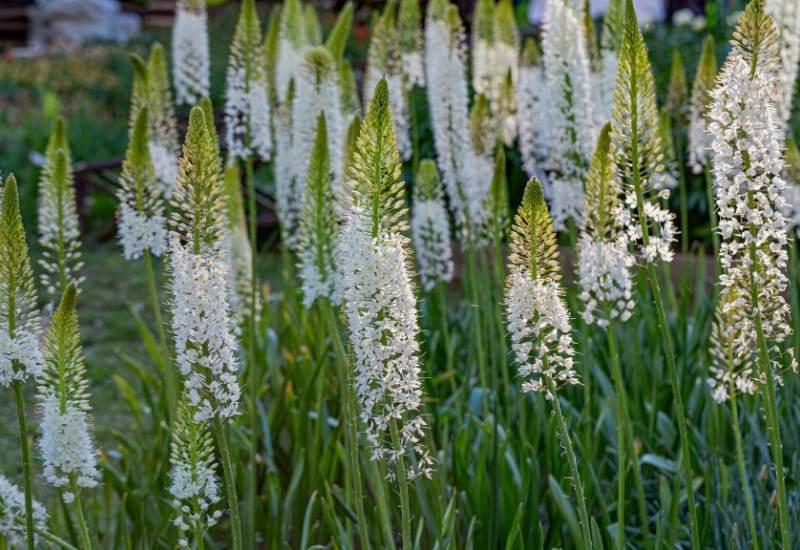 Desert candles or foxtail lily