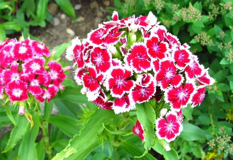 20 Super Easy To Grow Flowers For FirstTime Gardeners Gardening Chores