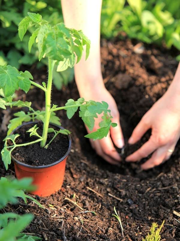Dig A Deep Hole And Amend With Compost
