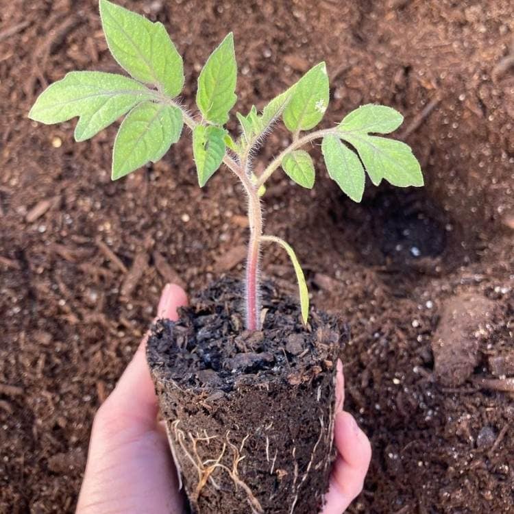 Dig Holes To Plant Seedlings