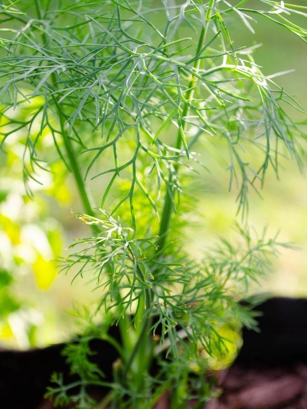 Dill growing from seeds