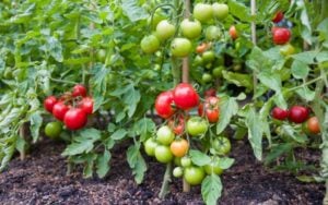 Disease Resistant Tomato Varieties
