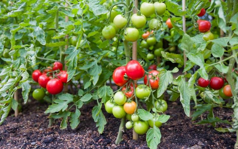 Tomato Seeds RESISTANCE TO PHYTOFLUOROSIS 