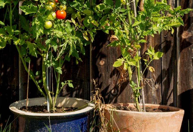 What Causes Tomatoes To Split And How To Prevent Tomato Cracking