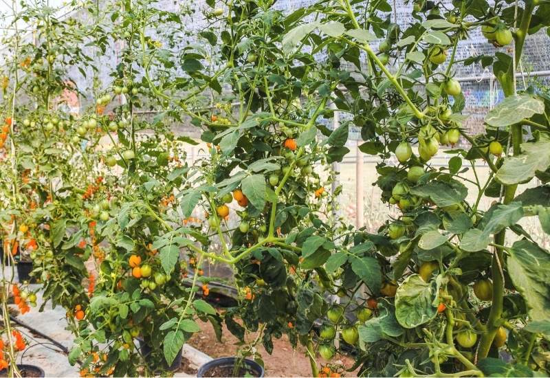 Fusarium and Verticillum Resistant Tomato Varieties