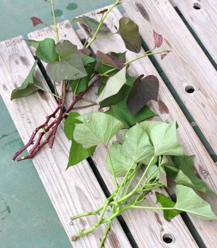 Get Sweet Potato Slips