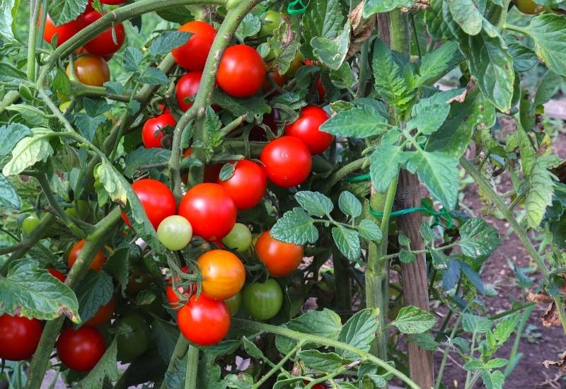 Choosing the Right Variety of Cherry Tomato 