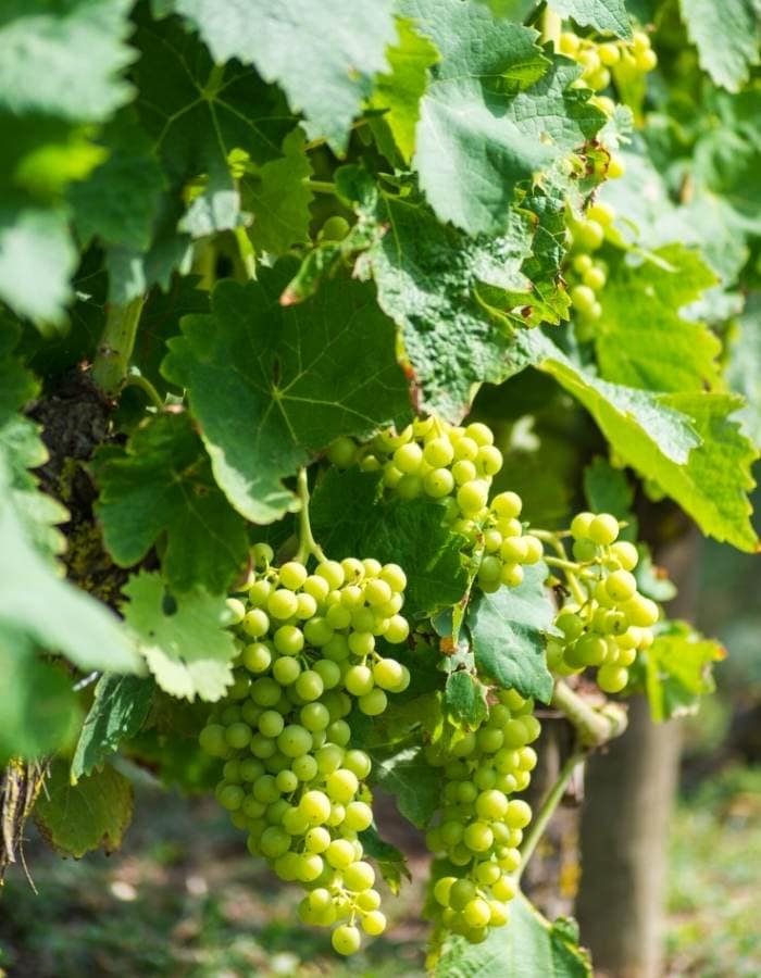 Grow Grapes vertically on a stake, trellis