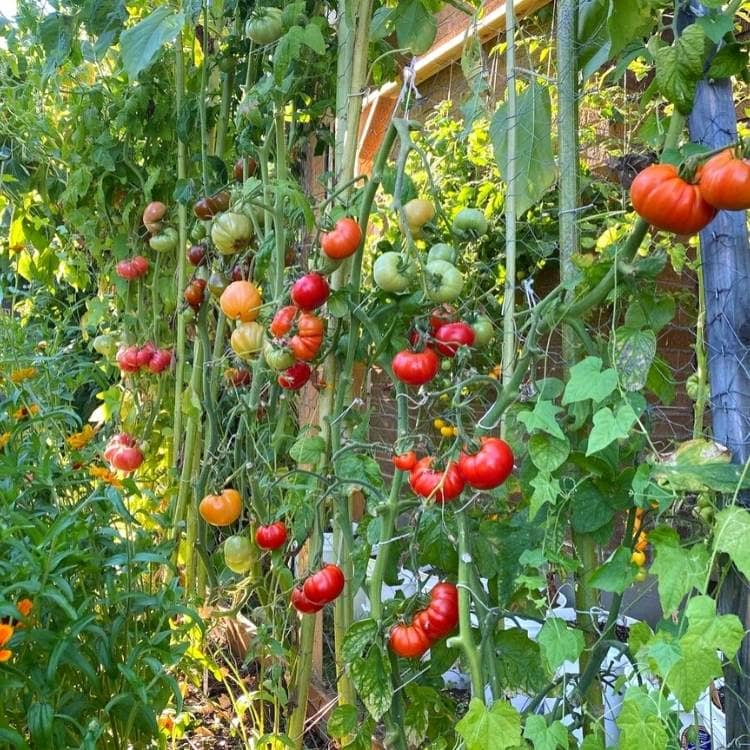 Grow tomatoes vertically on a stake, trellis