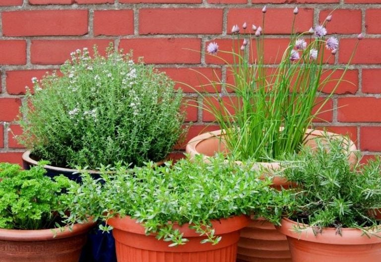 Growing a Container Herb Garden With with Easy-to-Grow Herbs