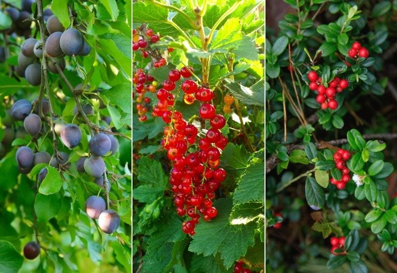 15 Best Fruit Trees And Berries That Grow In The Shade