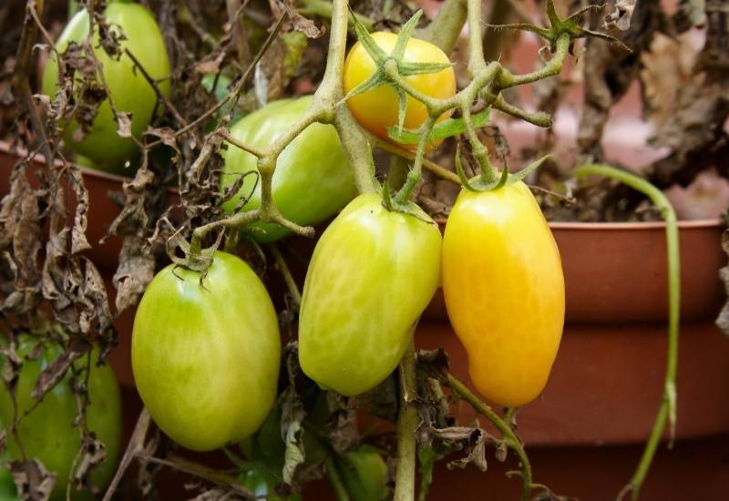 Growing Guide for Roma Tomatoes 