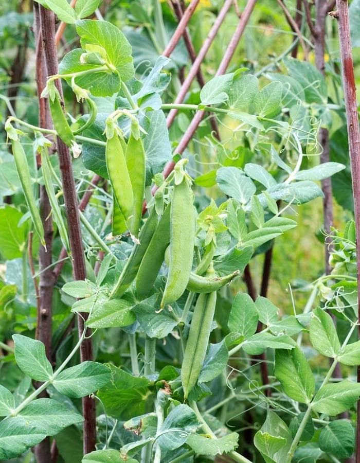 Growing Peas vertically on a stake, trellis