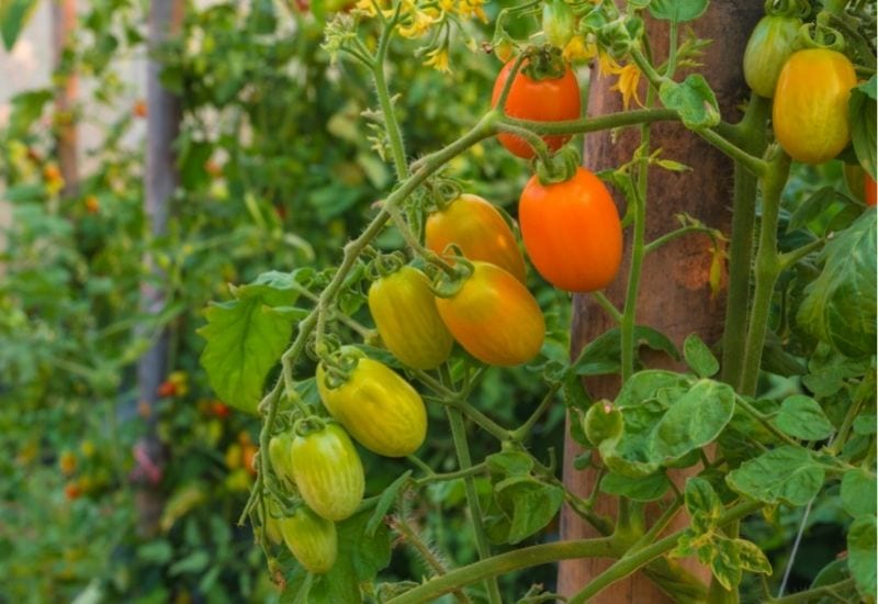 The Roma tomato in an organic farm
