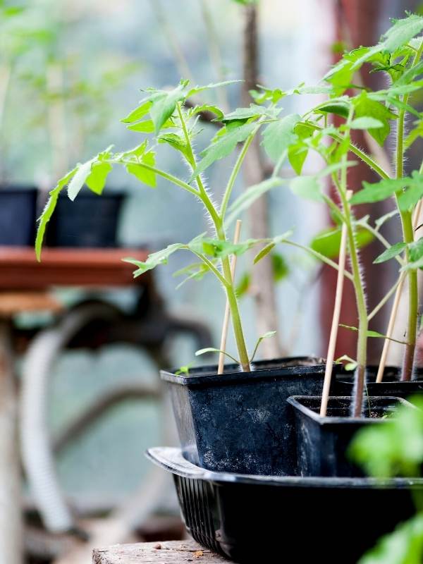Harden Off Your Seedlings For One To Two Weeks