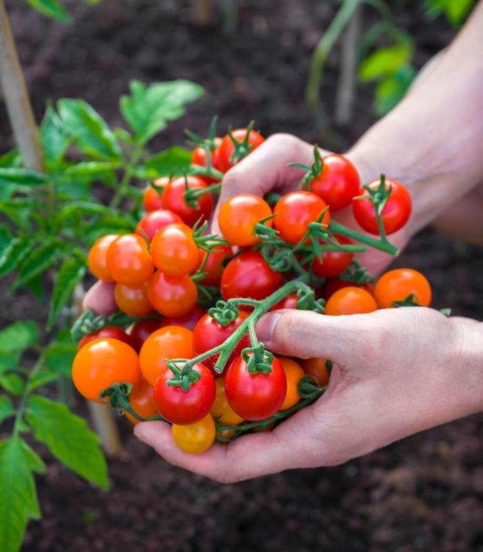 Harvest Cherry Tomato