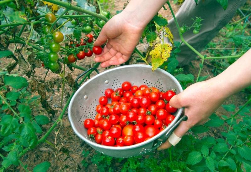 Stage 3: How to Harvest Cherry Tomatoes