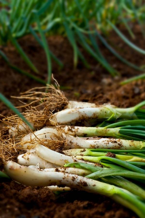 Green or ‘spring’ onions
