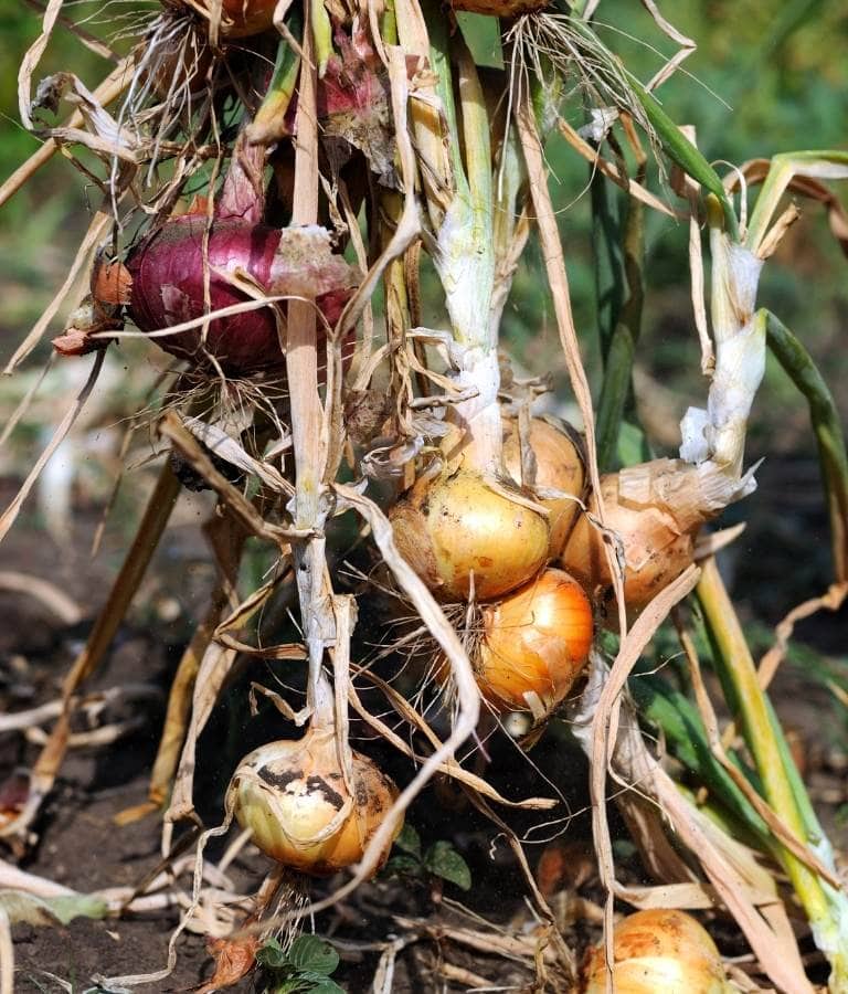 Harvest-Mature-storage-onions