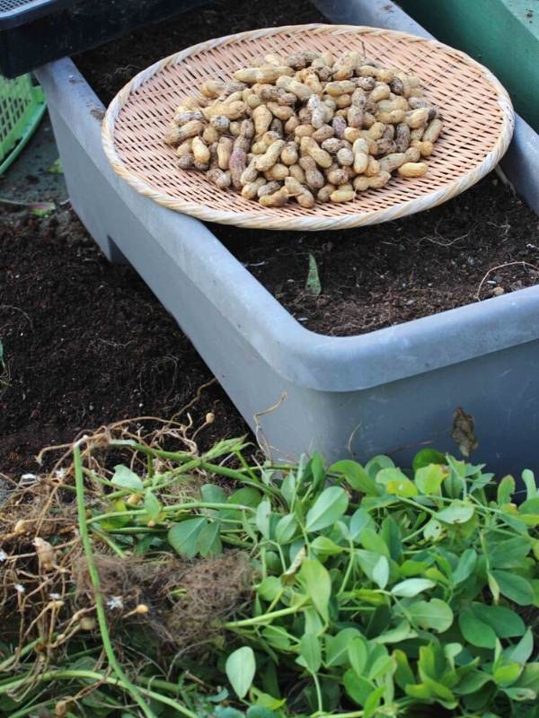 Harvesting Container Grown Peanuts