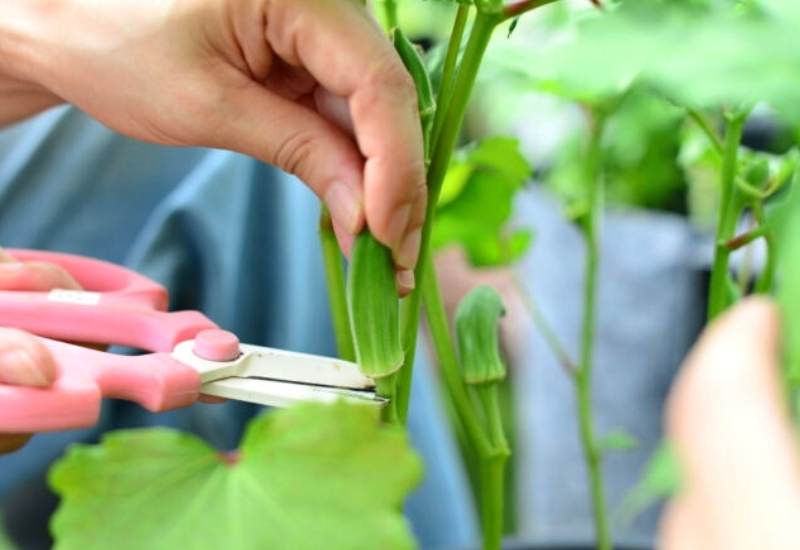 Harvesting Okra Grown In Containers 