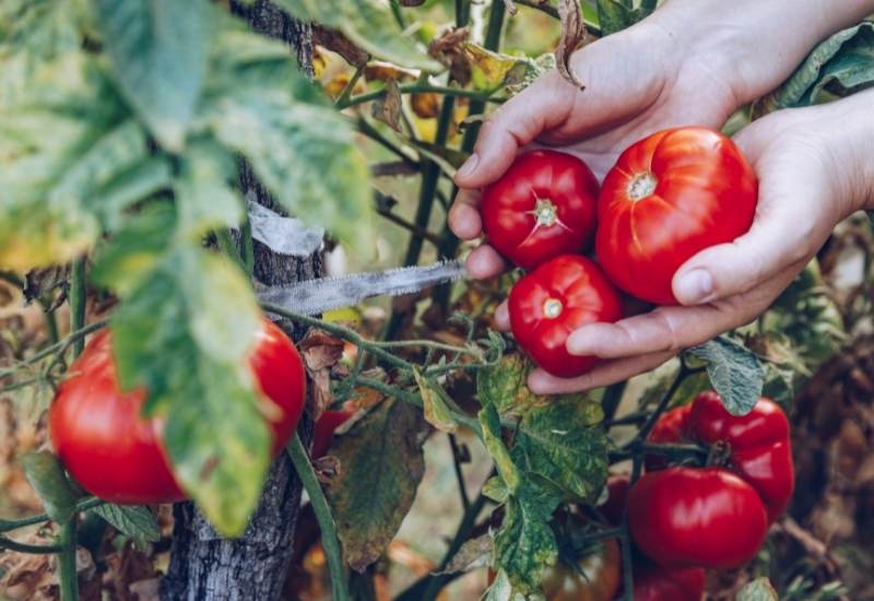 Harvesting Tomatoes & How To Tell When They Are Ready To Be Picked