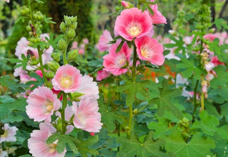 Hollyhock flower 