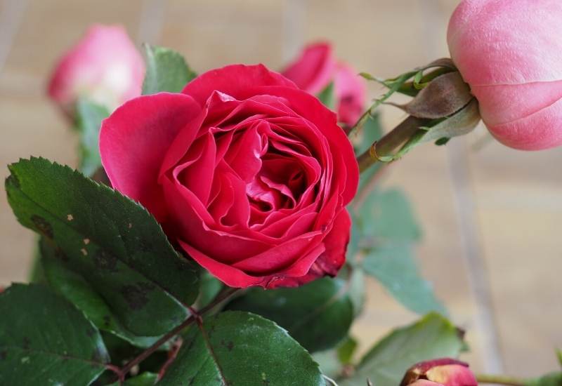 ‘Hot Cocoa’ (Rosa ‘Hot Cocoa’)