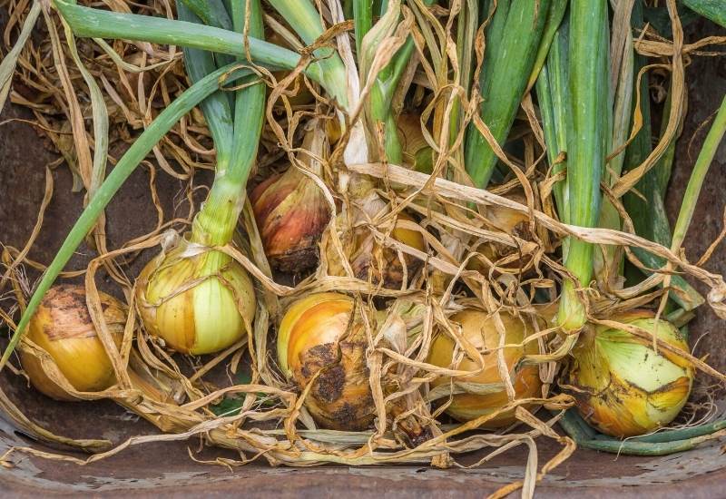 How And When To Harvest Onions Plus Curing For Long Term Storage