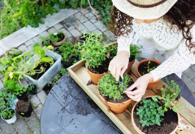 How And When To Prune Your Herbs