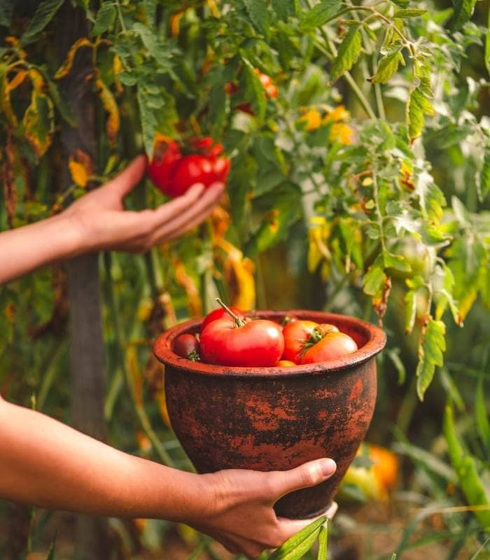 How Do You Know When To Pick Tomatoes? 
