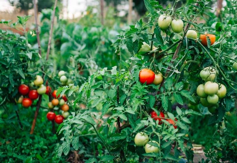 How Long Does It Take To Grow A Tomato? 