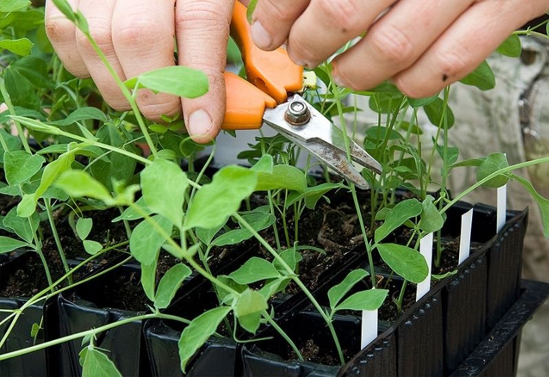 How To Avoid Crowded Seedlings