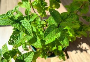 How To Grow Mint Indoors For Healthy Harvest Year-Round