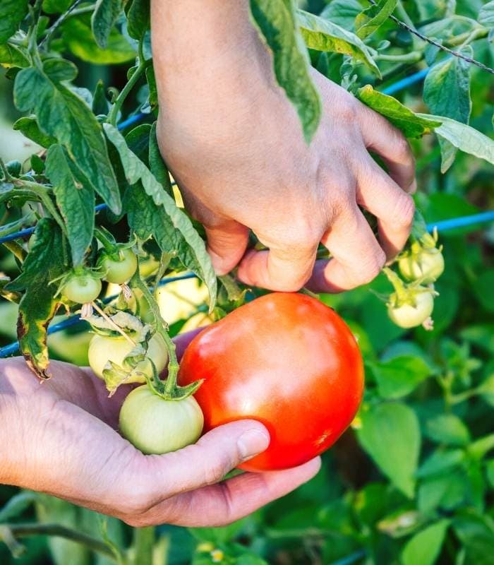 How To Harvest Tomatoes From Garden