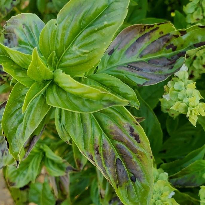 How To Identify The Cause Of Black Spots On Basil