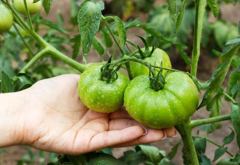 How To Ripen Your Tomatoes Faster On The Vine